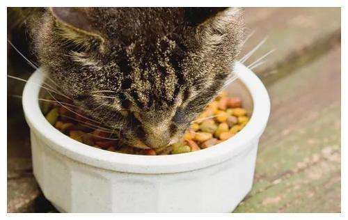 猫咪口臭的原因以及解决方法