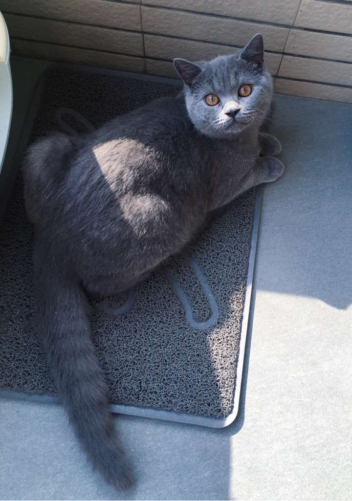 养一只英短蓝猫是什么体验