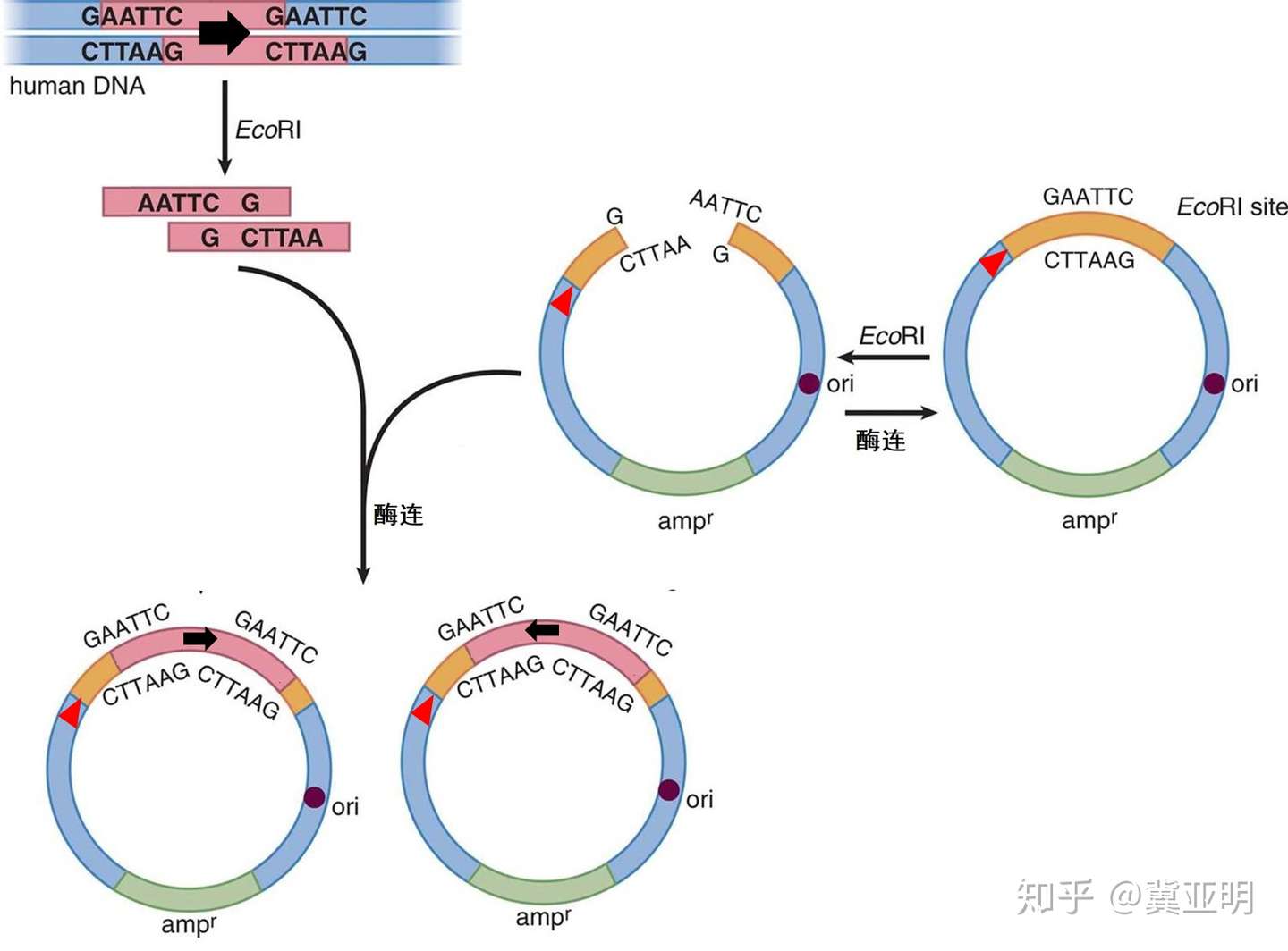 知乎专栏