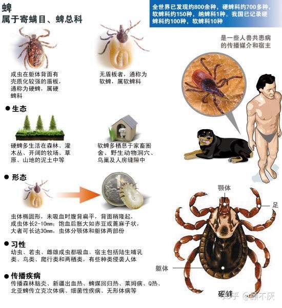 请问图中的虫子相关信息,急需?