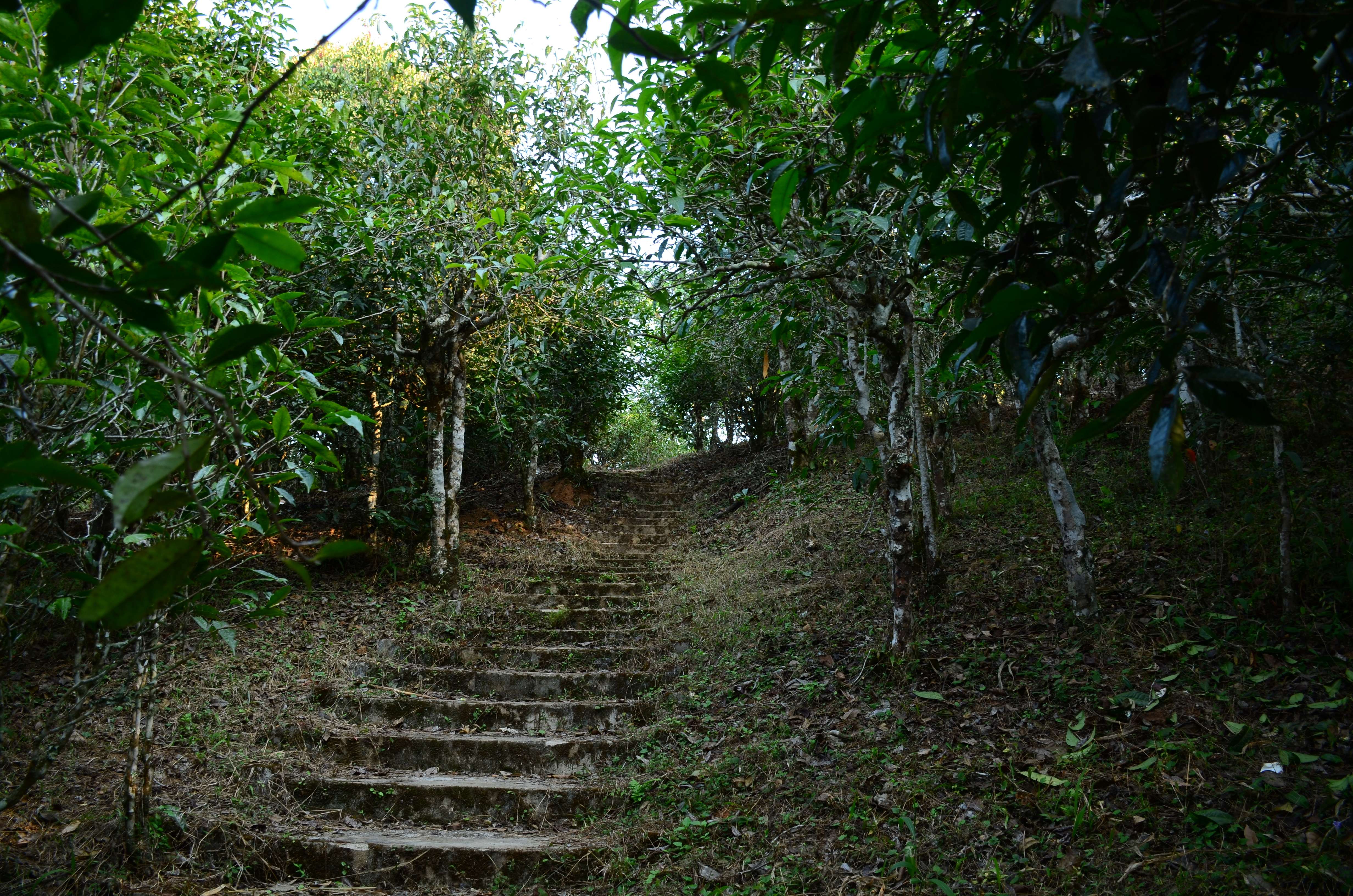 茶意人生 的想法: 从老曼峨的茶山归来,已经过去三四天了 - 知乎