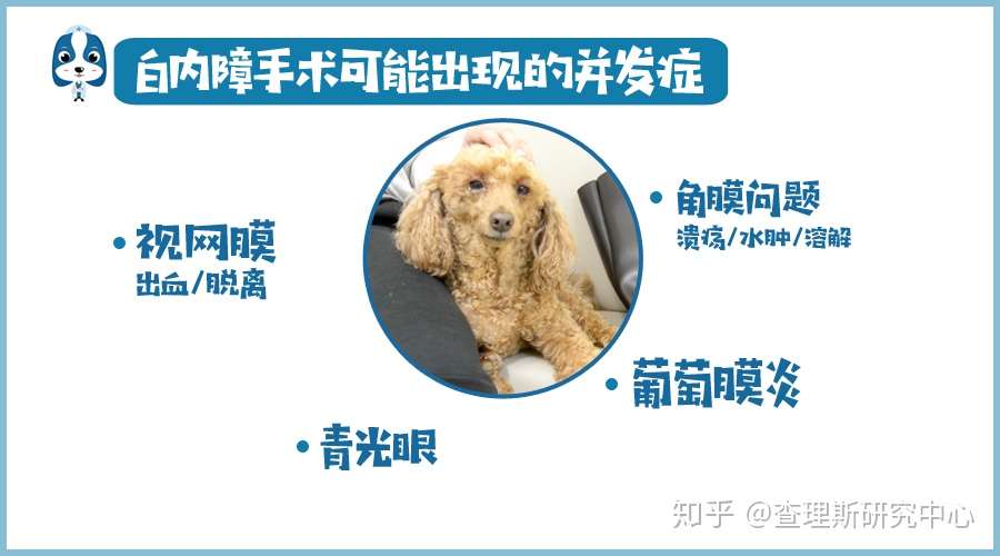 宠医大咖说 关于犬猫白内障 你想知道的都在这儿了 知乎