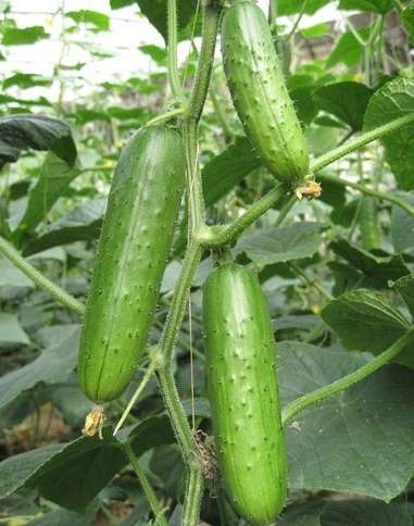 taylor 的想法: 分不清的青黄瓜 | 吃瓜群众集合!北方的… - 知乎