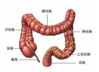 胃的球部图片