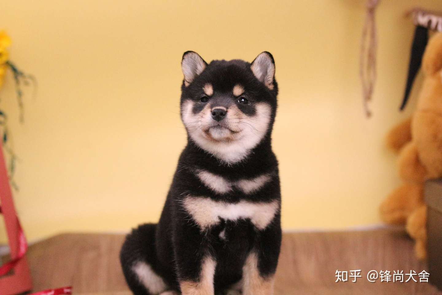 柴犬是日本的土狗吗 柴犬竟然有这么多的缺点 知乎