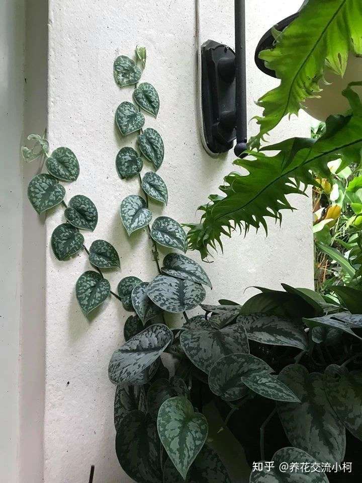 叶片斑斓的银叶葛 也有两个不同的品种 它和绿萝是好 兄弟 知乎