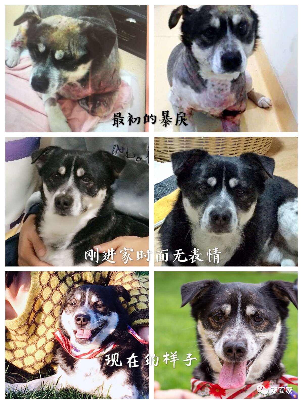 我为什么选择领养一只成犬 知乎