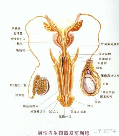 由盘古神话到人类起源之谜 一 盘古的内脏变成了什么 知乎