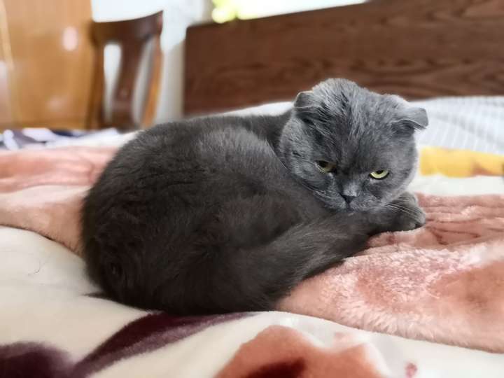 折耳猫真的活不过两年吗