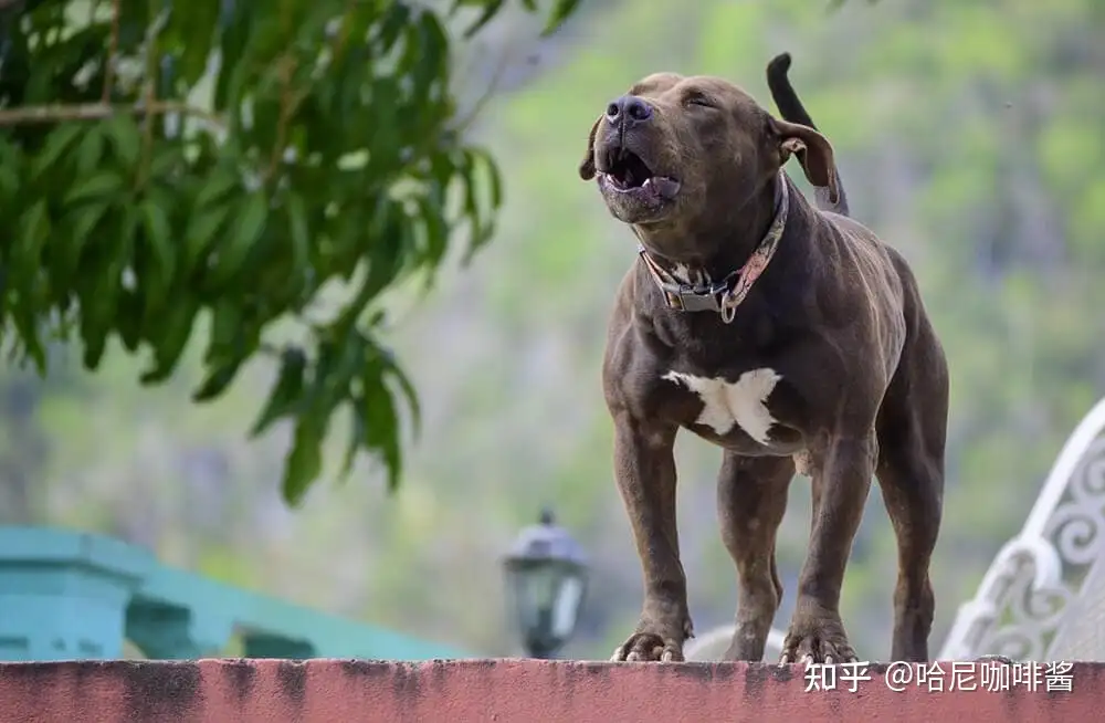 世界上那些危险的狗狗品种 一 知乎