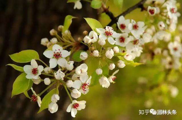 杜梨 值得关注的乡土树种 知乎