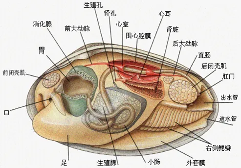 河蚌结构示意图图片