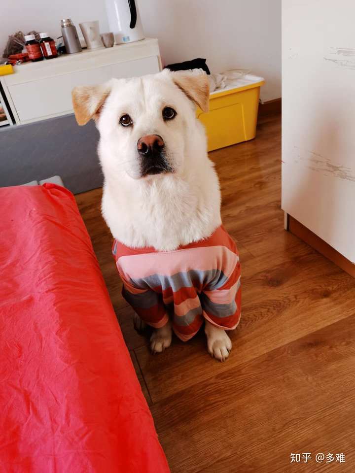 请问拉布拉多和萨摩耶的串串会是什么样子 小时候能辨别出来吗?