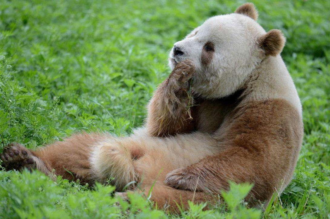 大熊猫生活在什么地方 大熊猫的主要栖息地在哪里
