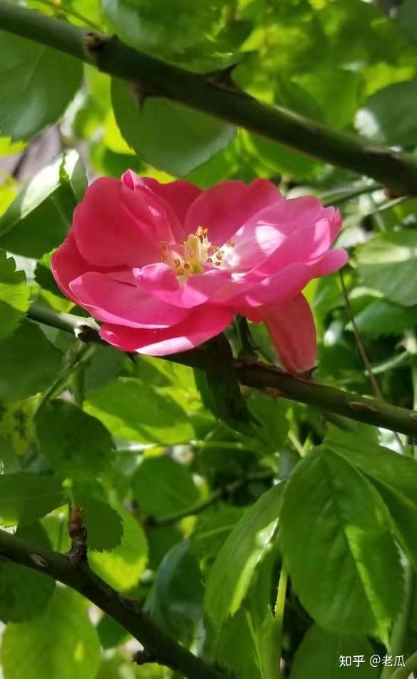 三月花事 知乎 三月花事 知乎