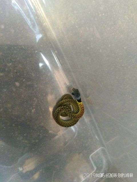 这就是红脖颈槽蛇幼体