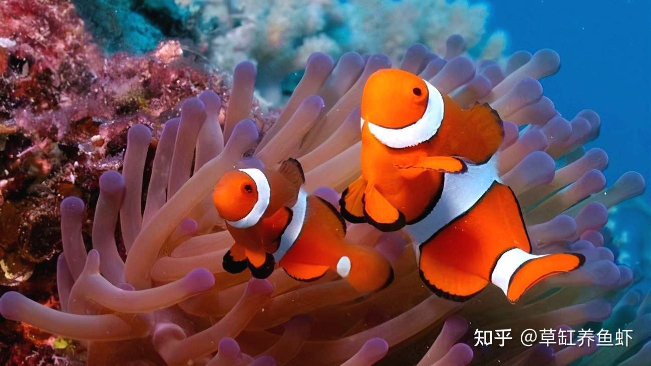 海水缸很难玩吗 怎么玩 只是开头难 聊聊我玩海缸的一些体会 知乎