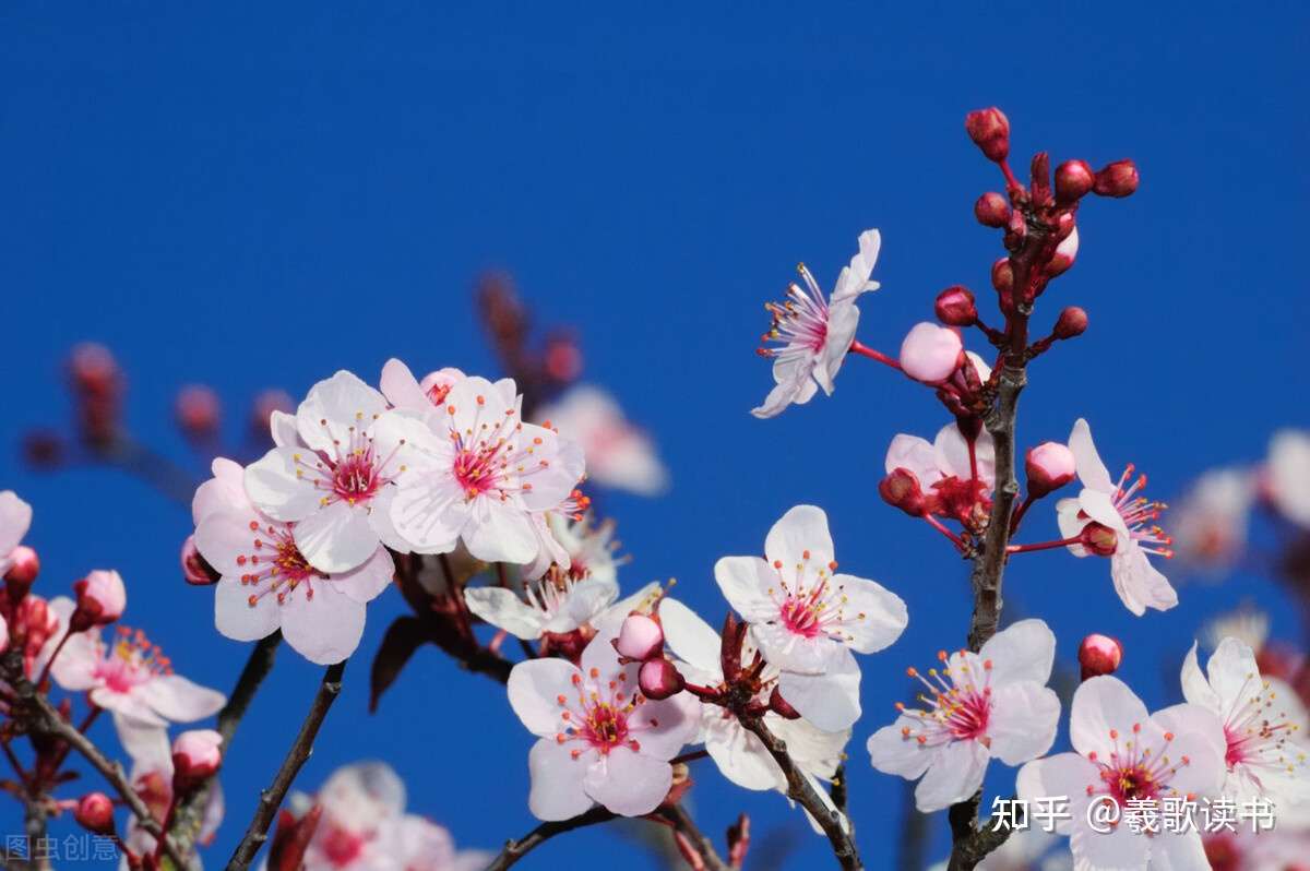 春光明媚 梅花盛开的季节 带着这10首咏梅绝句去赏梅 知乎