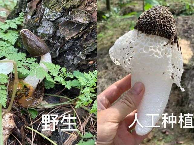 野生菌种类大科普之竹荪 知乎