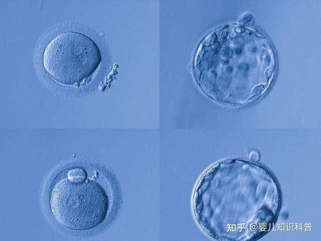 优质的胚胎