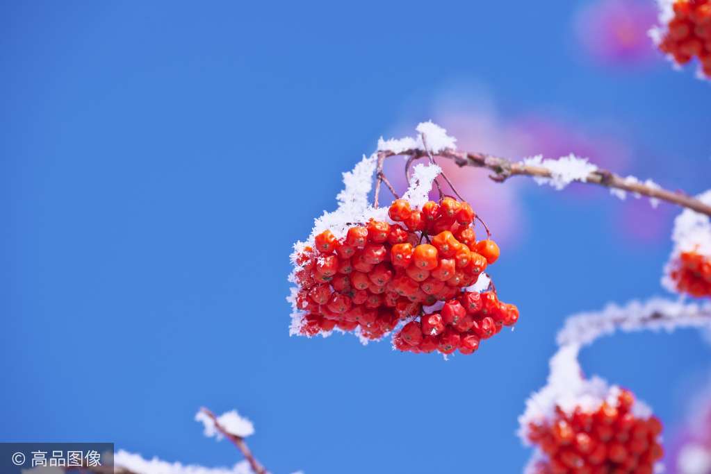 寒江雪柳 玉树琼花 此生必看 知乎