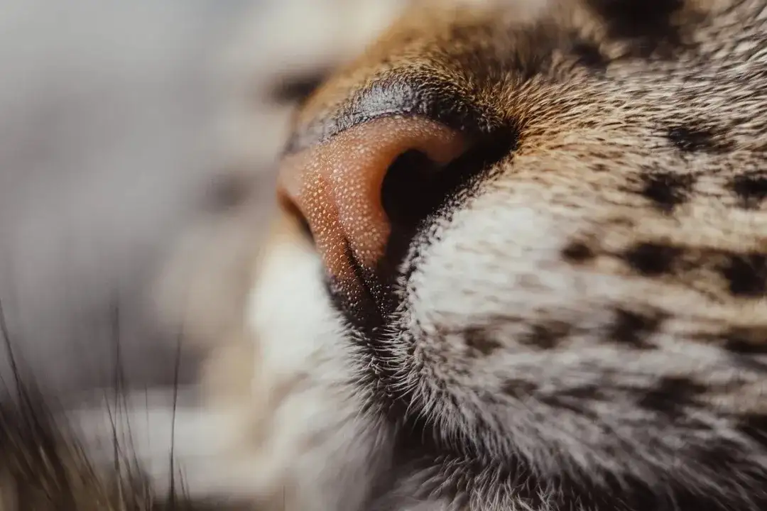 干or湿 粉or黑 什么样的猫鼻子是正常的 知乎