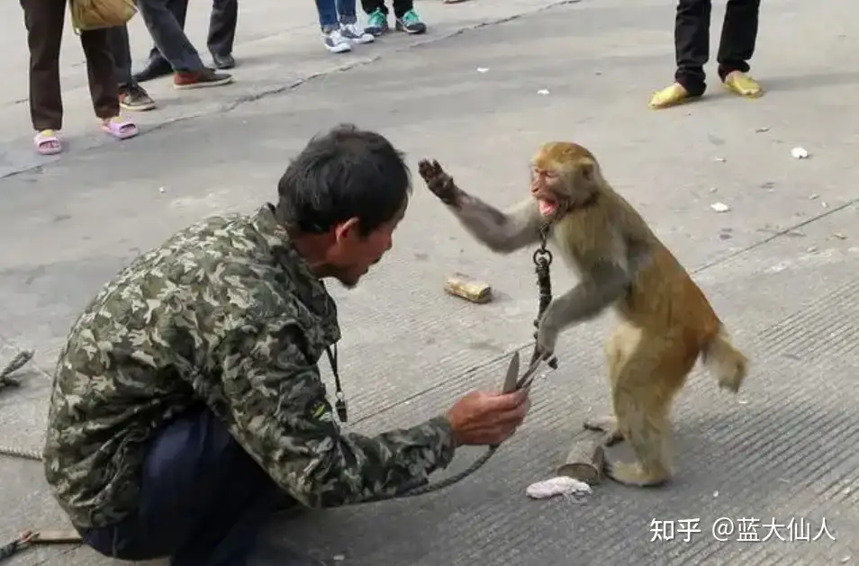 禁止耍猴