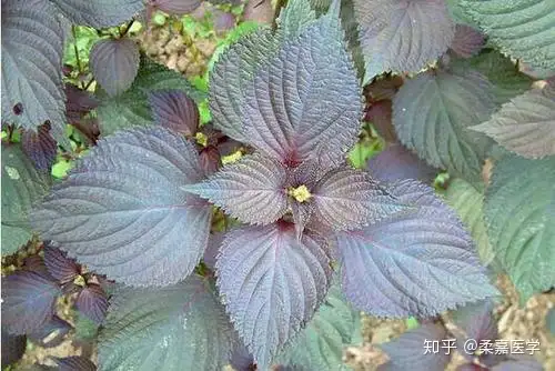 小小紫苏全身都是宝 竟蕴含着如此神奇的功效 知乎