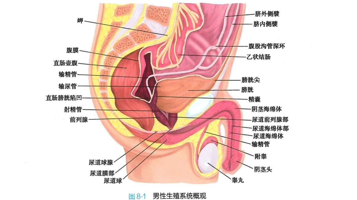 陰茎・陰嚢,アンドロロジーの手術 - 本