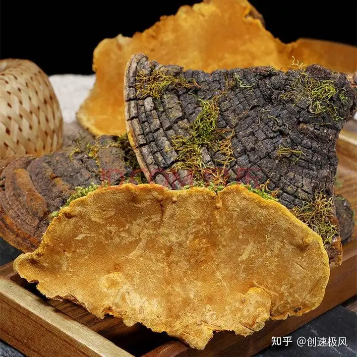 被称为“森林黄金”的桑黄，究竟是如何形成的？值不值千元一斤？（桑黄是什么树生长出来）