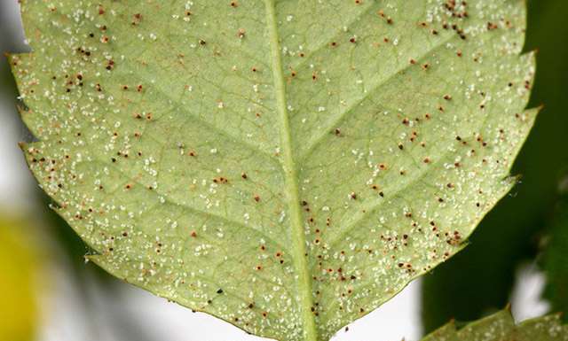 种菜教授 病虫害防治 彻底灭杀红蜘蛛虫害的4个方法 知乎