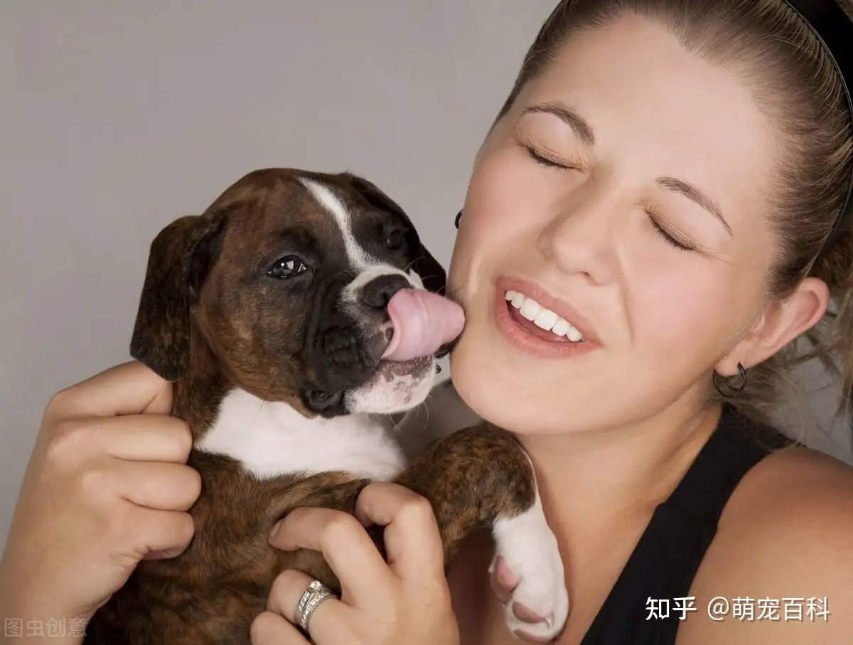 狗狗“舔人”的几大好处，看完你还会推开它吗？ - 知乎