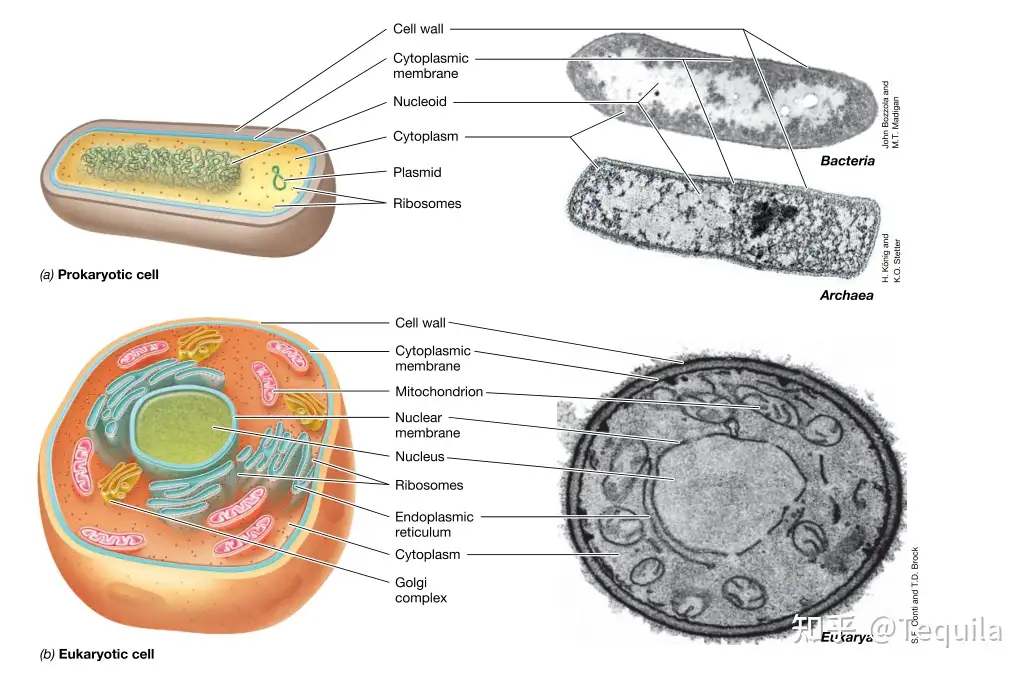 自用笔记①：Brock Biology of Microorganisms - 知乎