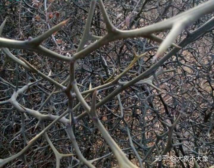 哪种植物作为围墙植物防盗效果好