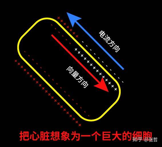 心电基础 二 心电向量 知乎