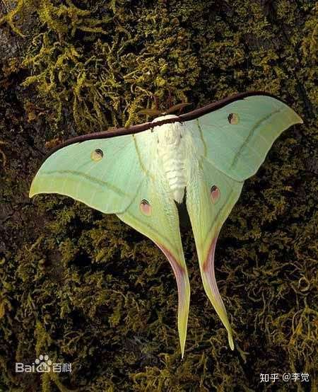 有个翅膀像蝙蝠一样的蛾子是什么?