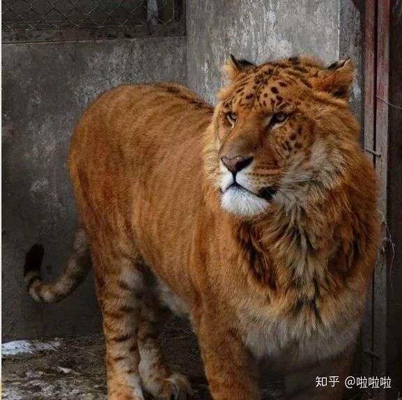 狮虎兽是个什么东西?