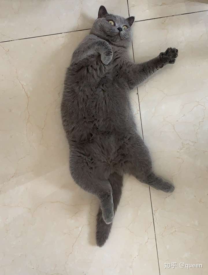三个月的英短蓝猫才一斤左右,平时喂的皇家猫粮,现在在换渴望,为什么