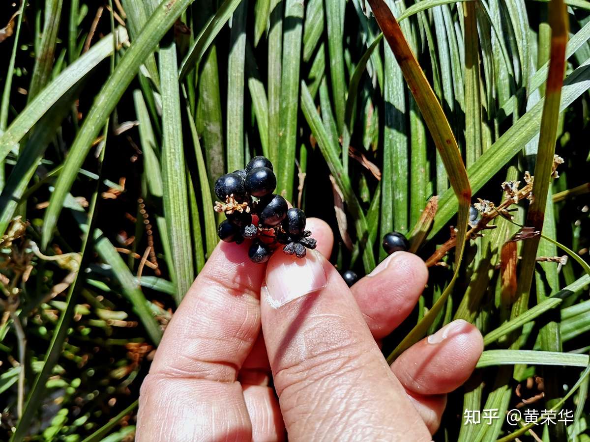 植物染料 山麦冬果实 知乎