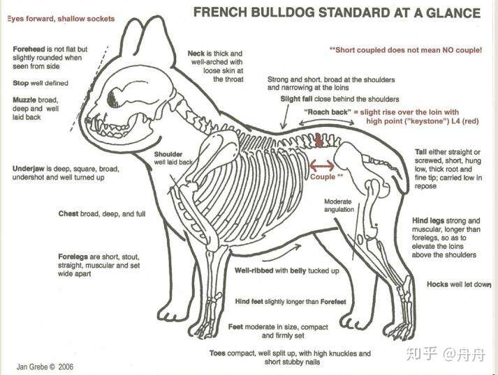 15最新版本fbdca法国斗牛犬犬种标准手册 品种标准画报 经典珍藏 内含丰富插图 知乎