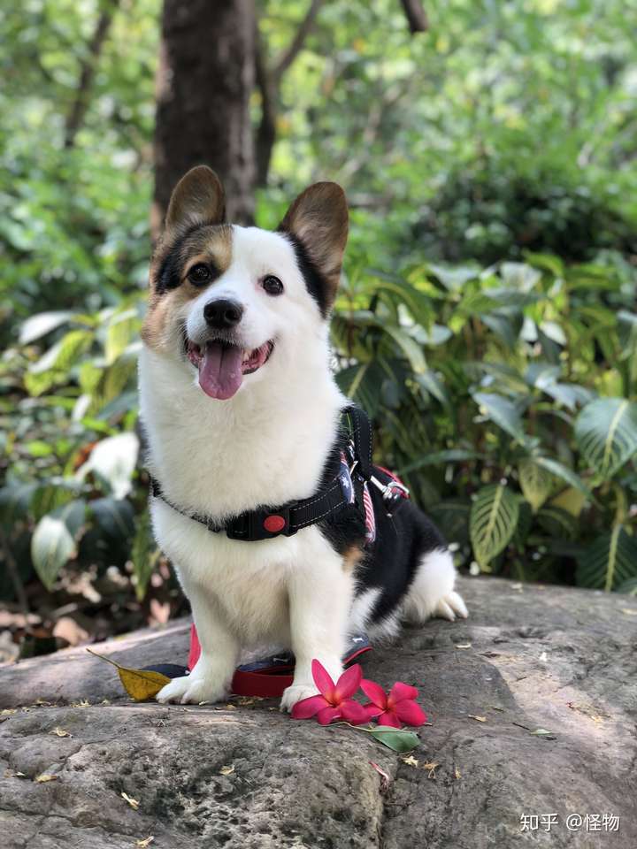 如何判断一只柯基是否失格呢?如果三通不是标准的话