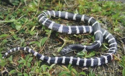 下图是加州王蛇: 同理,中国的王锦蛇(菜花蛇,臭青公,大臭蛇)