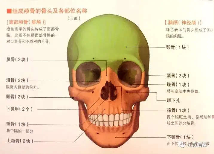 颅骨的奥秘 知乎