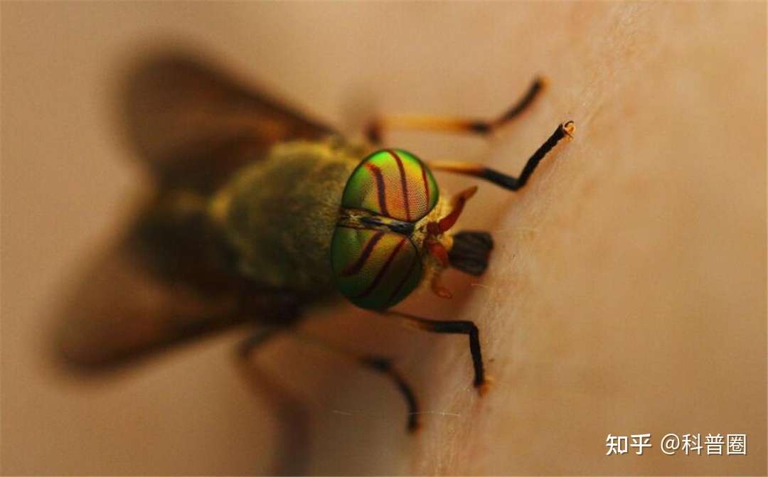 农村这种 吸血鬼 叮马叮牛还叮人 晒成药材一斤数百元 知乎