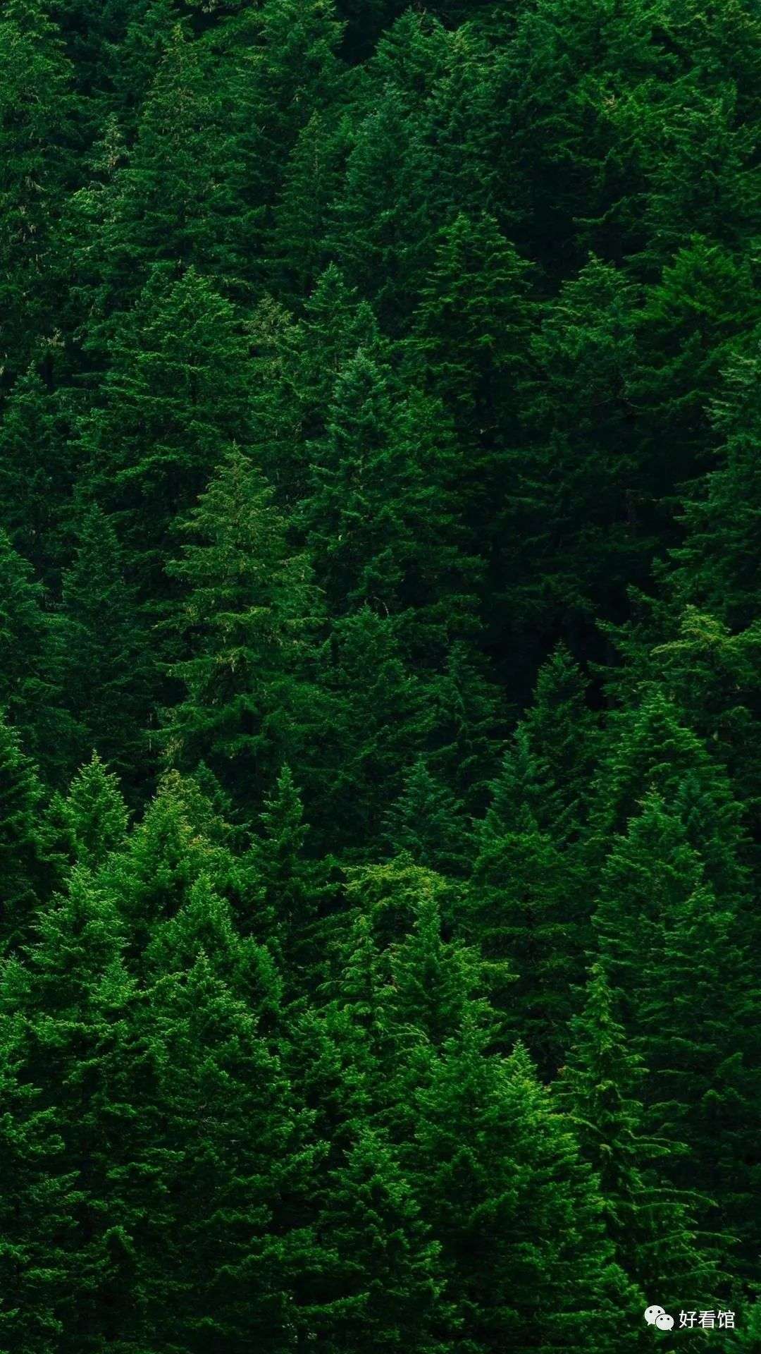 大自然绿色森林护眼风景壁纸 风景图片大全大自然壁纸 知乎