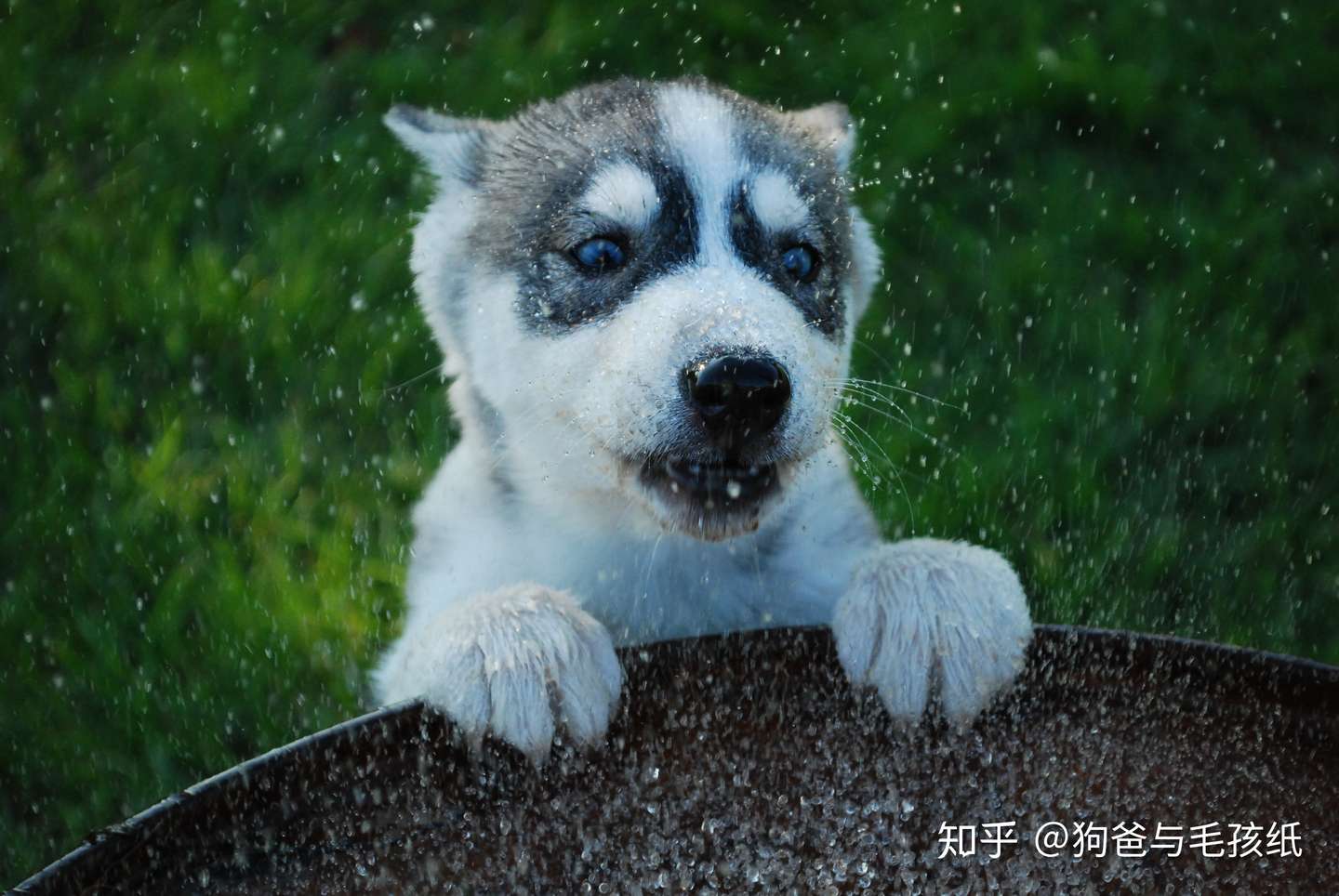 狗狗的呕吐物居然有6种颜色 知乎