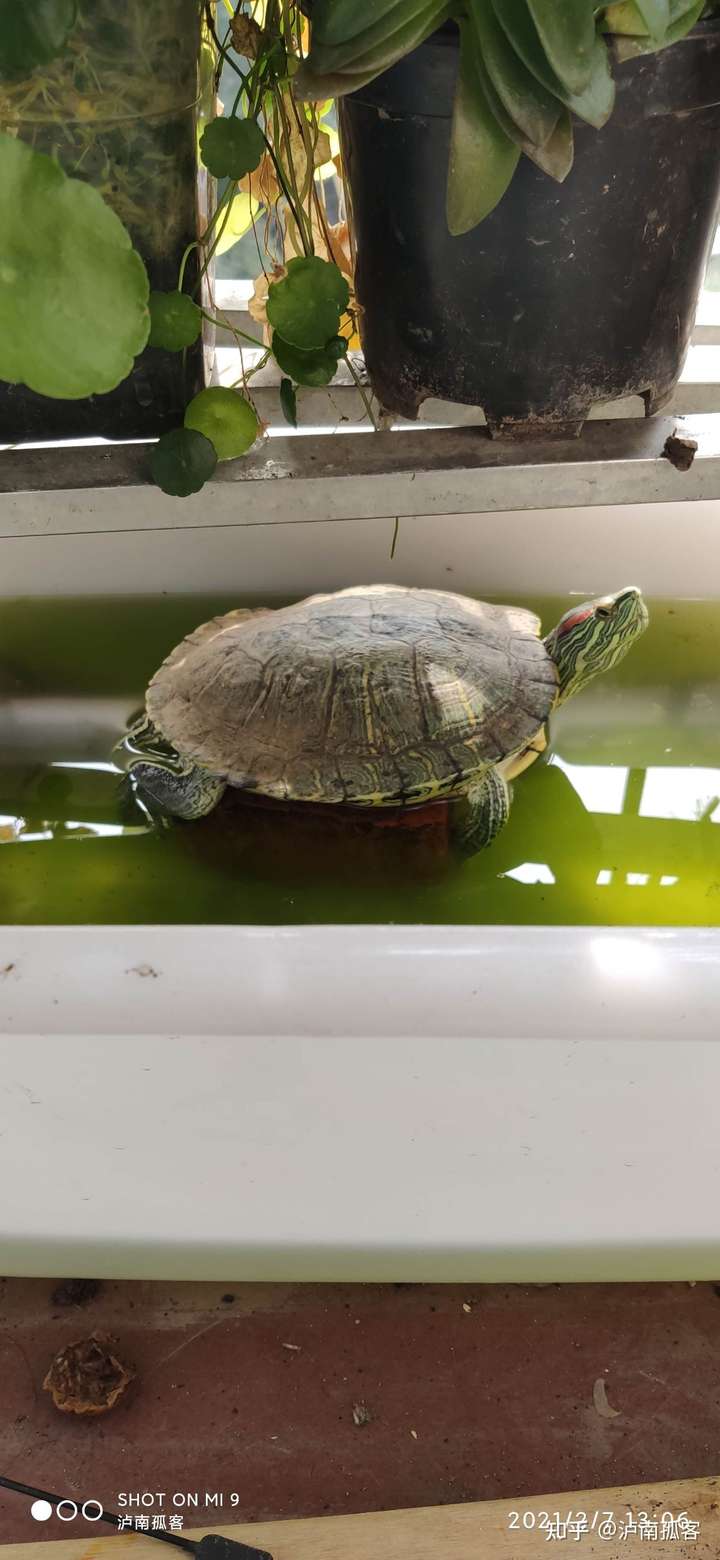 请问这只巴西龟有问题吗?