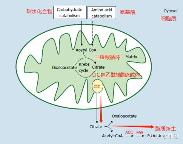 非酒精性脂肪肝 上篇 饮食调整不一定减肥 运动不一定带氧 知乎