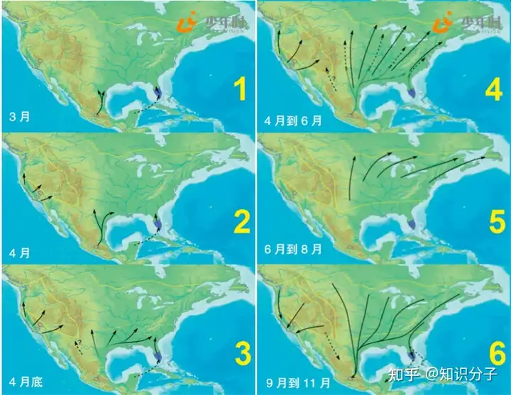 现代家庭的力量：帝王蝶与人类的类似之处（家庭的中坚力量是什么）