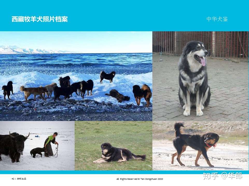 中华犬鉴 中国原生犬 土狗 分类 知乎